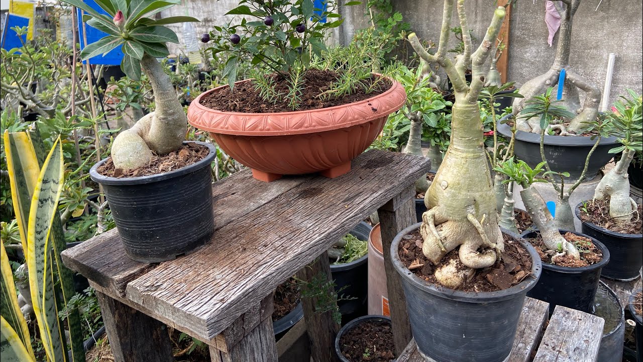 เปลี่ยนกระถางชวนชมนานแล้วแต่ยอดไม่เดินทำยังไงตามไปดูเลยครับผม