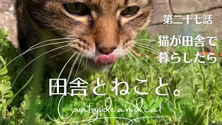 田舎に引っ越した猫の変化