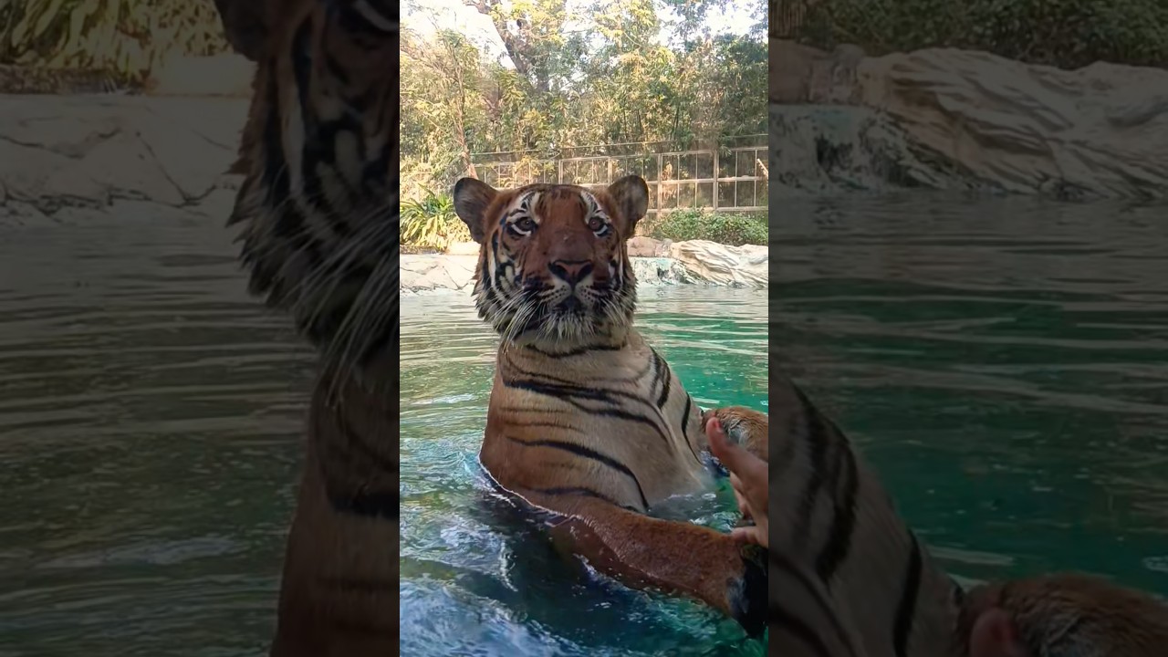 🐯 Tiger Ka Close Encounter | Real Wildlife Vlog 