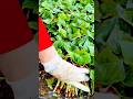 gardener harvests fresh green leafy plants with red stems from the garden
