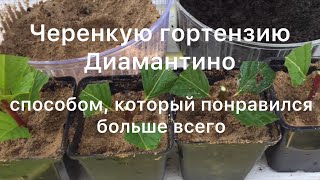 видео: СПОСОБ ЧЕРЕНКОВАНИЯ ГОРТЕНЗИЙ, который понравился больше всего. Черенкую гортензию Диамантино. картинка: СПОСОБ ЧЕРЕНКОВАНИЯ ГОРТЕНЗИЙ, который понравился больше всего. Черенкую гортензию Диамантино.