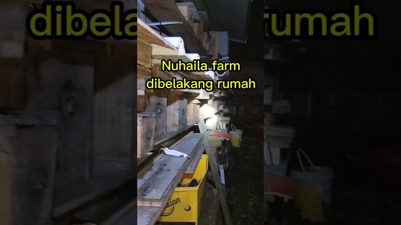 Kenapa madu kelulut mahal?? 