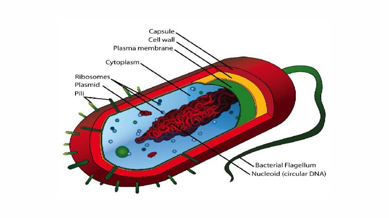 Какие химические вещества образуют тело бактерий. Структура бактерии клетки микробиология. Структура бактериальной клетки микробиология. Структурные компоненты бактериальной клетки. 1. Строение бактериальной клетки. Микробиология.
