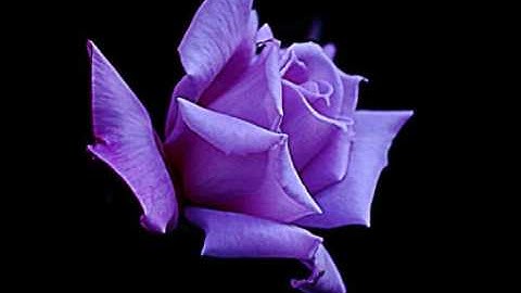 تلاوة رائعة جدا جدا و خاشعة !!!