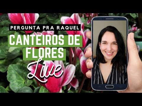 Vídeo: Suede Stock-rose - A Rainha Dos Canteiros De Flores