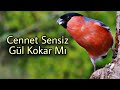 Cennet Sensiz Gül Kokar Mı • Gökhan Kozoğlu