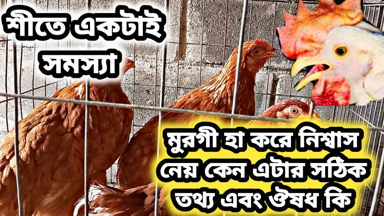 লেয়ার মুরগির শ্বাসকষ্ট এবং হা করে নিশ্বাস নেয় কেন এটার সমাধান কি