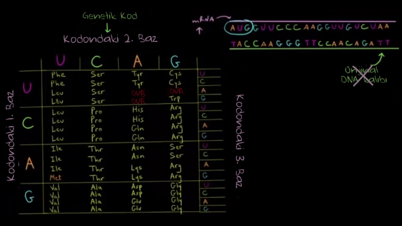 Genetik Kod Nedir? (Fen Bilimleri) (Biyoloji)
