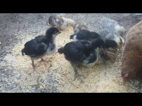Video: Păstrarea Găinilor La țară Iarna