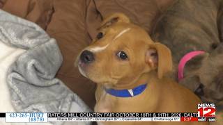 For the Love of Paws: How a Local Pet Store is Giving Back.