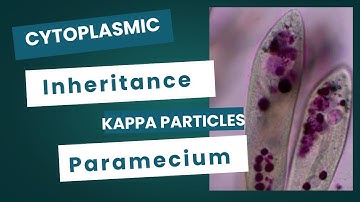 B-45: Cytoplasmic inheritance of Kappa particles