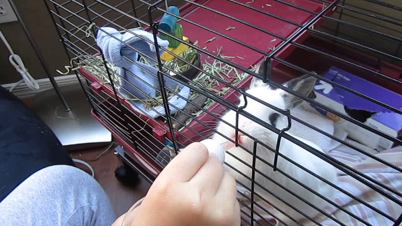 Cute Baby Bunny Drinking Carrot Juice out of a medicine dropper