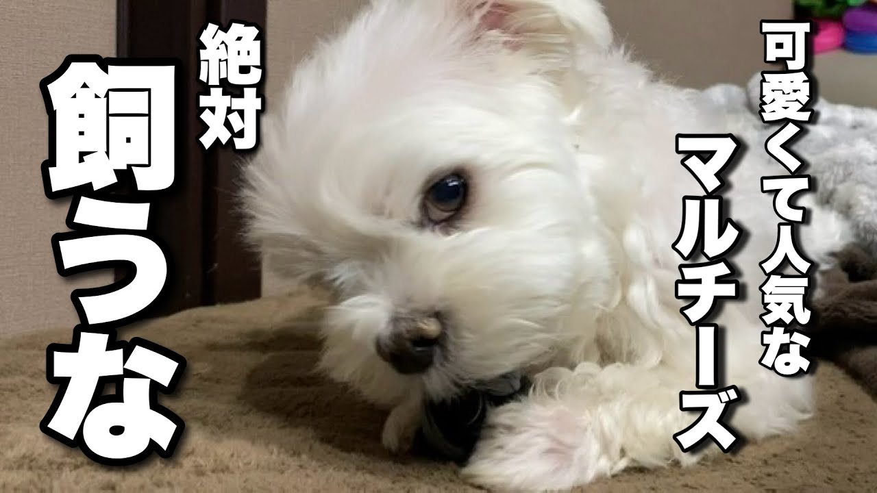 Never own a Maltese! Three difficult things about owning a pet 