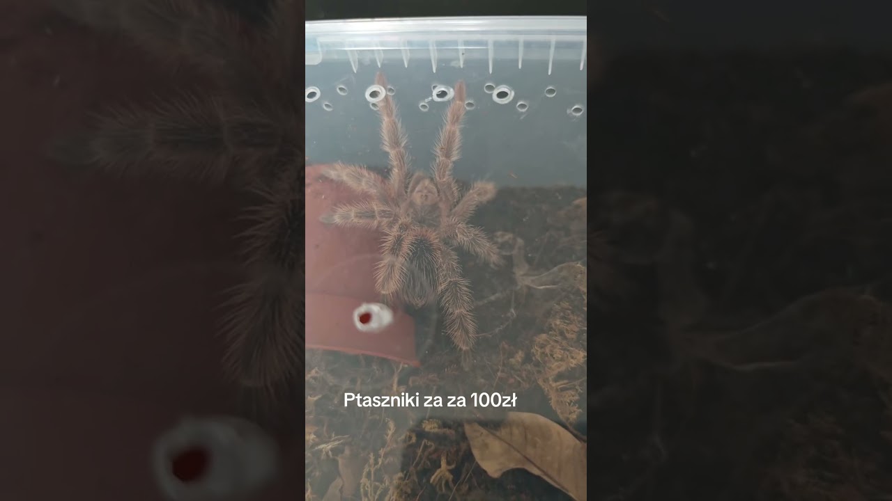 Ptaszniki za Stówę ciekawe gatunki 