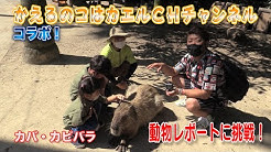みんなのダーウィン どうぶつえん すいぞくかん Youtube