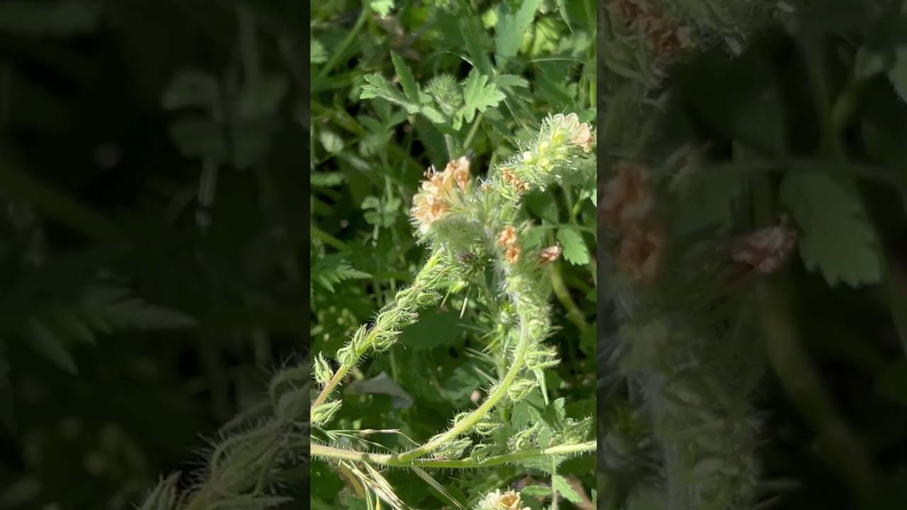 Native bee pollinating scorpion weed flower