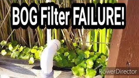 Efficient koi pond Bog filter failed!