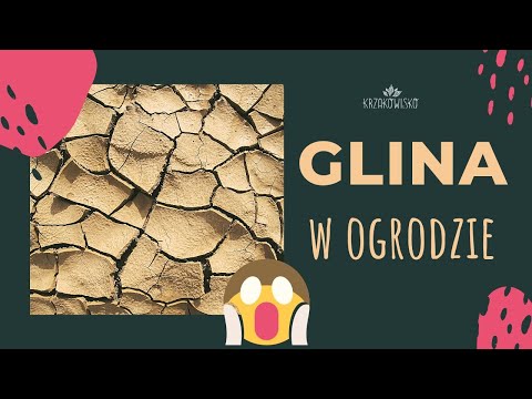 Wideo: Trawa ozdobna na glebę gliniastą: czy trawa ozdobna będzie rosła w glebie gliniastej