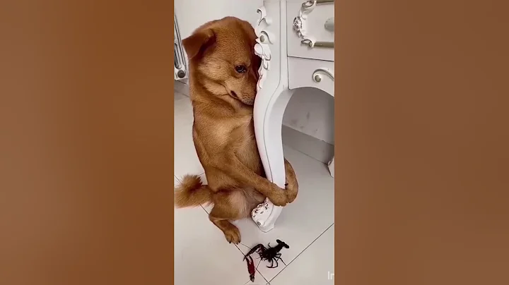 Video 4098691: animals funniest cats dogs, cats lover animals dogs, funniest cats dogs funny