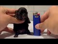 Super tiny frenchie compared to a lighter the smallest dog in the world youve ever seen