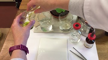 Testing a leaf for starch