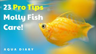 23 Essential Tips For Molly Fish Owners!
