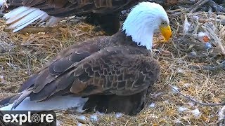 An Eaglet is Born!