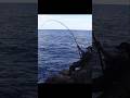 【危険】マジでヤバすぎる大物が喰ってきた!! #fishing #grouper #fish #大物 #底物