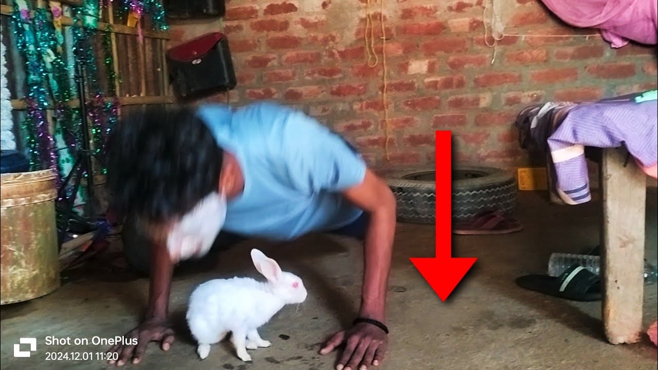 Rabbit Smashed b/w Push - Ups , DAY 46 Winter Arc Challenge - YouTube