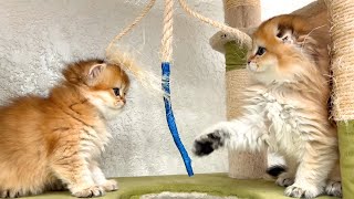 Kittens compete in strength and agility 😆 Cute funny kittens