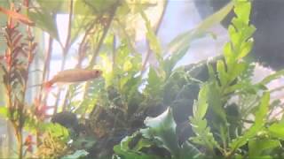 Phat Ranchus - Nano Planted Tank