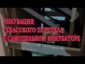 Инкубация техасского перепела в самодельном инкубаторе//самодельный брудер для техасского перепела