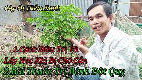 Cách Lấy Nọc Khi Bị Chó Cắn-Bài Thuốc Trị Bệnh Đột Quỵ @CaMauCuocSongQueToiChucLe