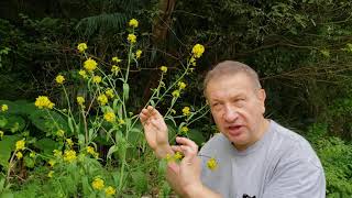 Cabbage From Bottom To Top