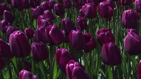 Field Of Purple Tulips Blooming (Stock Footage)