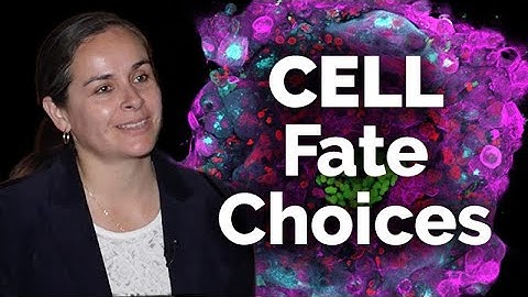 Spatial Analysis of RNA Distribution During Early Mouse and Human Embryogenesis