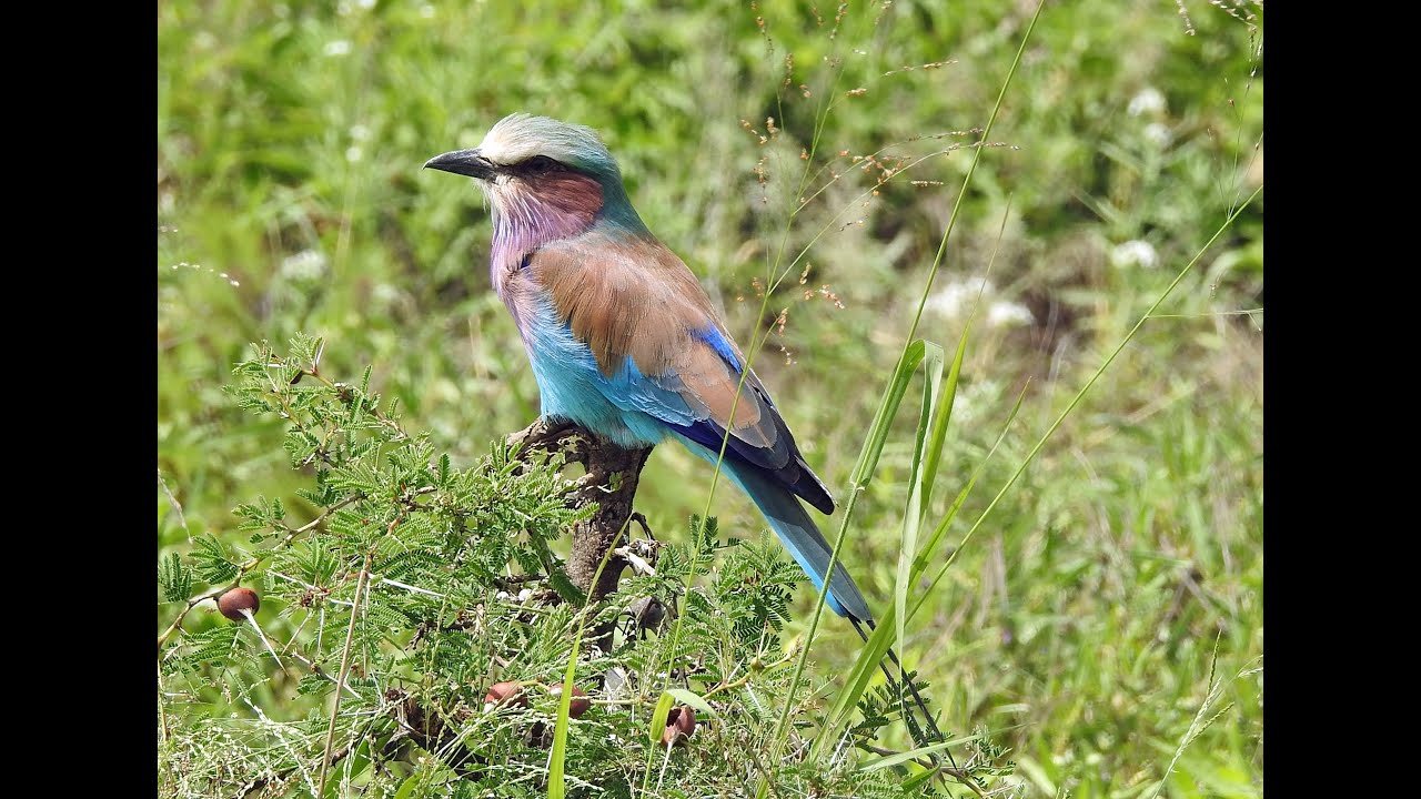Birding in Tanzania