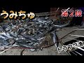 【トラフグ漁】うみちゅコラボ第二弾！３番網で大漁の水揚げが、、、