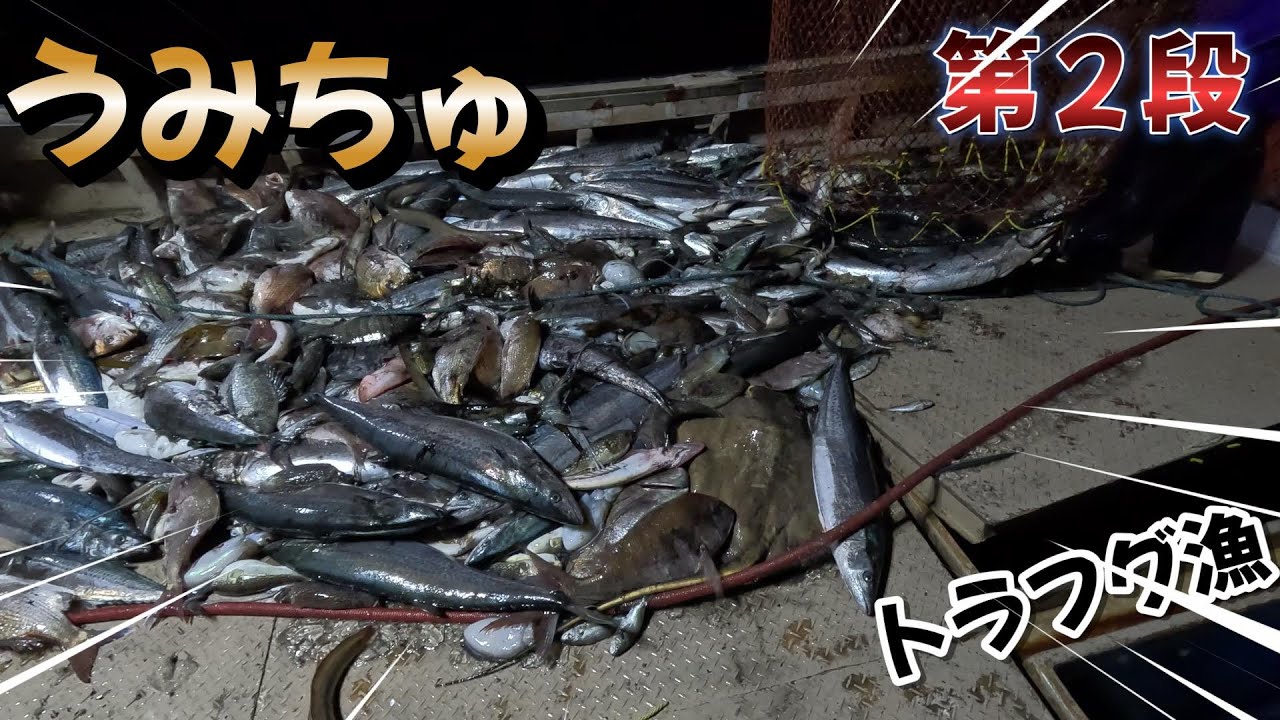 【トラフグ漁】うみちゅコラボ第二弾！３番網で大漁の水揚げが、、、