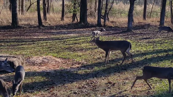 Buck bugleing December 2022.