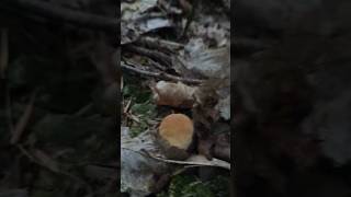 Maluszki #mushroom #fungi #boletus #grzybobranie Maluszki #mushroom #fungi #boletus #grzybobranie