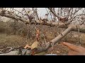 How to stop growth on apple tree  seedling  through pruning