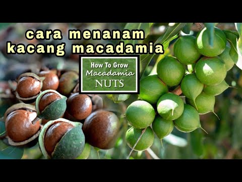 Pohon Kacang Chana