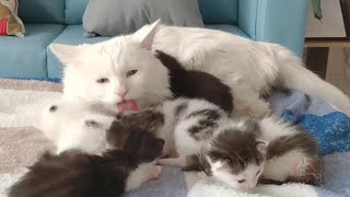 Stray Cat Mom Births Kittens, Kind Woman Gives Shelter; House Cat Joins in Caring for Babies