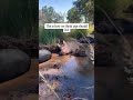 How we think pigs should live v. How industrial agriculture thinks pigs should live.