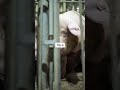 How we think pigs should live v. How industrial agriculture thinks pigs should live.