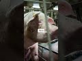 How we think pigs should live v. How industrial agriculture thinks pigs should live.