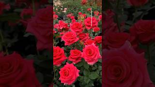 Celebrity “Spring Flowers in Full Bloom 🌷🌸 | Stunning Garden Views” Profile
