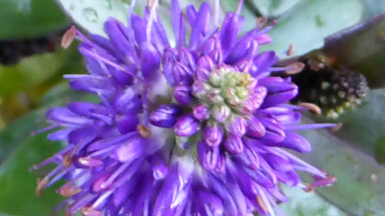 Hebe shrub - Hebe Blue Gem -  Blásnepla - Ilmsneplur - Sneplur - Blómstrandi runnar - Blá blóm