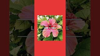 Loop & Chill | Electronic Ambient Performance #musicforartists #electronicambient #wellnessmusic